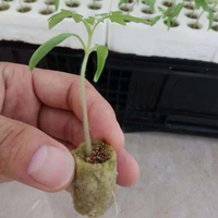 Système hydroponique Shengding, cubes de culture en coton minéral et bouchons intelligents pour la germination des semis