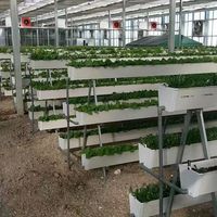 Bacs de culture verticaux pour fraises en gros ; Production de bacs de culture surélevés en PVC pour fraises, système hydroponique