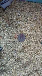 Fábrica <span class=keywords><strong>precio</strong></span> de descuento de la mazorca de maíz máquina de amoladora de residuos de <span class=keywords><strong>madera</strong></span> de serrín de trituración de la máquina trituradora en stock - Product Image 6