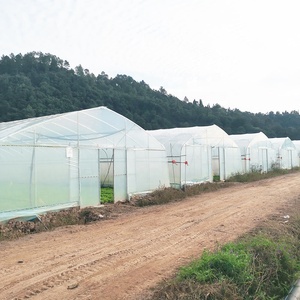 Invernadero Agrícola para Tomates y Fresas, Invernadero de Plástico de un Solo Tramo, Invernadero de Película de Polietileno - Product Image 6
