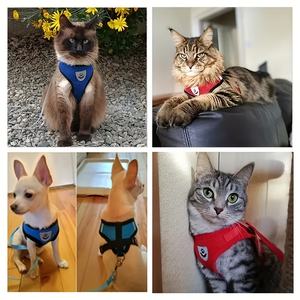 Harnais et <span class=keywords><strong>laisse</strong></span> anti-évasion pour chat, ensemble réfléchissant <span class=keywords><strong>en</strong></span> maille douce, gilet réglable pour chaton, veste de promenade pour petits chiens et chiots - Product Image 6