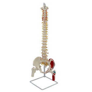 Un modelo de las vértebras naturales grandes, el círculo pélvico, el fémur y los nervios espinales que se atan al sacro, con su origen y... - Product Image 4