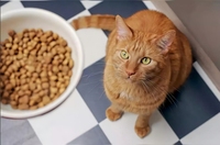 Nourriture sèche pour chats de haute qualité, nutrition équilibrée, croquettes sèches pour animaux de compagnie, pour chats de tous âges