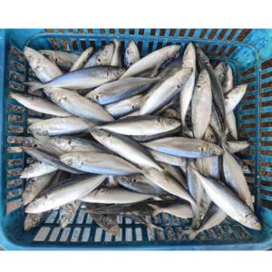 Pescado Congelado Taiseng a Bajo Precio, Cola Amarilla Entera, Tamaño 8-10, 10-12 piezas/kg - Product Image 5