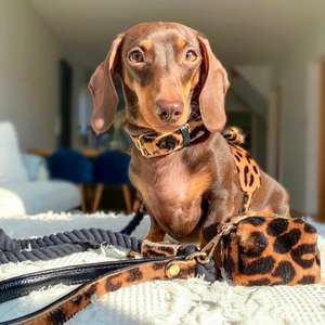 Elegante Arnés Personalizado para Perros Pequeños, Hecho a Mano con Remaches de Nailon |   Regalo de Alta Calidad para Cachorros, Niños y Niñas, con Rayas - Product Image 6