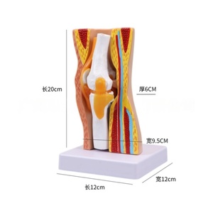 Modèle amovible d'articulation du <span class=keywords><strong>genou</strong></span> de la science médicale avec modèle de démonstration musculaire des ligaments - Product Image 3