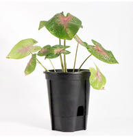 Pot à orchidées auto-arrosant avec fentes d'aération et colonnes de capillarisation, jardinière en plastique double couche 2-en-1 avec plateau de stockage d'eau