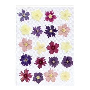 Großhandel DIY-Material getrocknete blume gepresste blume jährlicher Phlos für Telefonhülle Nagelkunst Schmuck Postkarte Kerzen-Dekoration - Product Image 3