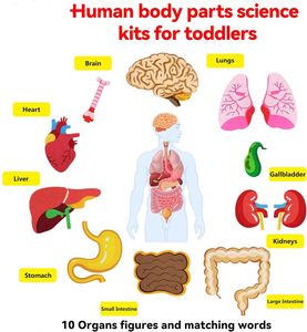 Activités éducatives sensorielles pour tout-petits : Pièces du corps – Tableau en papier et feutre bleu pour l'apprentissage préscolaire, les arts et l'artisanat, utilisation à domicile ou à l'école - Product Image 2