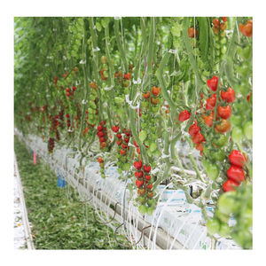 HUIFA Commercial Multispan Invernadero Construcción Película <span class=keywords><strong>de</strong></span> plástico automática <span class=keywords><strong>Casa</strong></span> verde con ventilador <span class=keywords><strong>de</strong></span> escape para tomate - Product Image 6