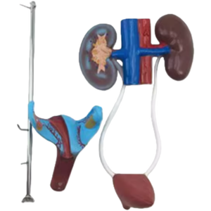 Modello biologico ausili didattici Vagina femminile anatomica modello di sistema urogenitale femminile - Product Image 3