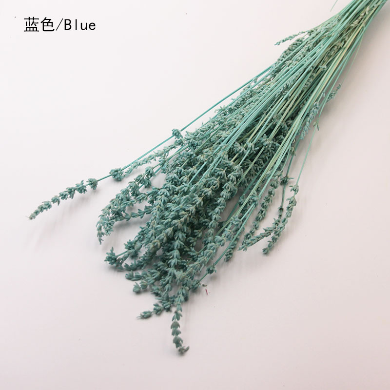 Menthe