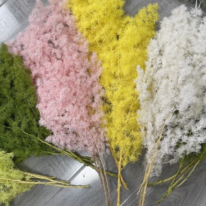 Vente en gros de fleurs et plantes naturelles préservées, durables, 3-5 ans, immortelles, tiges de <span class=keywords><strong>fougère</strong></span> Ming préservées pour les arrangements de Noël - Product Image 2