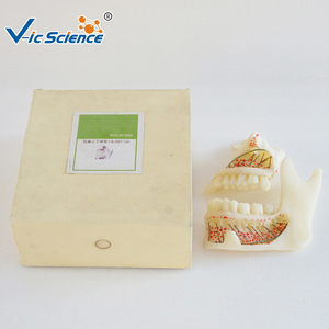 Modello Dentale Completo di Maxilla <span class=keywords><strong>e</strong></span> <span class=keywords><strong>Mandibola</strong></span>, Modello di Osso della <span class=keywords><strong>Mandibola</strong></span> Superiore <span class=keywords><strong>e</strong></span> Inferiore per Formazione Anatomica di Studenti di Stomatologia CE/ISO/ROHS/CNAS - Product Image 4