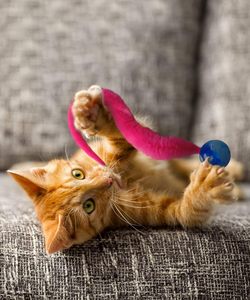 <b>Pet</b> Supplies Caterpillar Shaped Interactive Cat <b>Toy</b> Hollow Design Cat <b>Toy</b> with Built-In Bell for Sounding cat Indoor Play <b>Toys</b> - Product Image 1