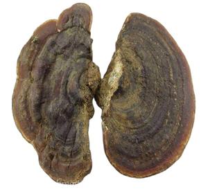 Thé aux champignons entiers séchés, Ganoderma Resinaceum Boud sauvage, aliment santé - Product Image 1