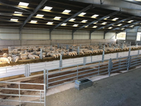 Structure en acier préfabriquée pour élevage d'ovins et de caprins, abri extérieur pour bétail