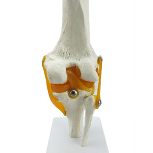 Con người sống động cuộc sống-kích thước bộ xương nhân tạo đầu gối xương khớp Mô hình giải phẫu - Product Image 4