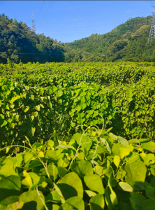 Fornecimento de fábrica Pure Natural Herb <span class=keywords><strong>Stephania</strong></span> Tetrandra <span class=keywords><strong>Root</strong></span> <span class=keywords><strong>Extract</strong></span> <span class=keywords><strong>Powder</strong></span> 98% D-Tetrandrine <span class=keywords><strong>Powder</strong></span> em Bulk Stock - Product Image 4