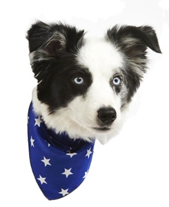 Hot Sale Good Quality Washable <b>Adjustable</b> Sublimation Printed Solid Color <b>Square</b> Customized Scarf Dog Bandana - Product Image 4