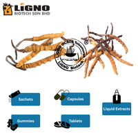 Extrait de champignon Ophiocordyceps sinensis LiGNO OCS02, fabriqué en Malaisie, adapté aux mélanges de boissons instantanées.