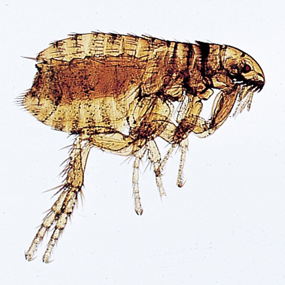Паразитологический микроскоп, слайды с образцами, паразитология, медицинская биология, микроскоп, слайд
