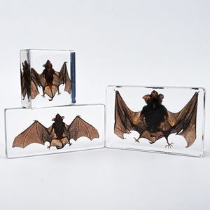 Bloque de Resina con Espécimen de Murciélago Real, 75x75x24mm, Adorno Acrílico Transparente, Juguete Coleccionable de Exploración Natural - Product Image 3