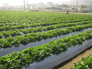 Productos plásticos agrícolas Hongde, mantillo de estanque negro, película de piña blanca, mantillo de alta calidad para agricultura