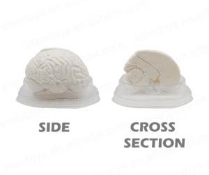 Ukuran alami 3-bagian Model anatomi otak manusia batang struktur otak Set alat pendidikan untuk mainan Teknik Sains - Product Image 6