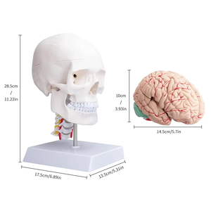 Khoa học y tế mô hình sọ người với xương cổ có thể tháo rời để giảng dạy mô hình não - Product Image 3
