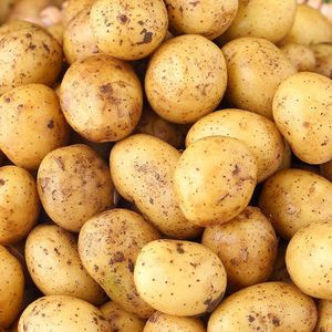 Onion Factory Price Granola Holland Importer In Qatar Kitchen Storage Onion N Fresh Potato Farmer