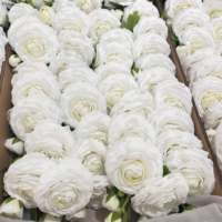 Fleurs artificielles haut de gamme à 3 têtes, toucher réel, ranunculus blanc et rose en latex pour décorations de Noël, de maison et de mariage