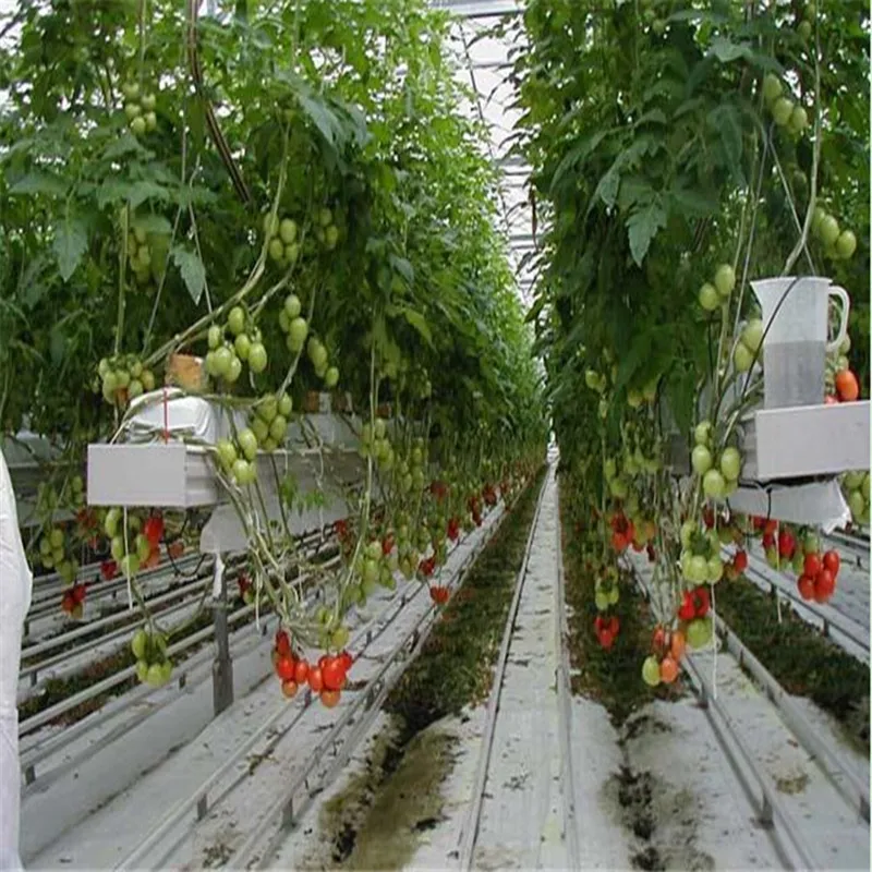 Agricoltura pianta verde casa multi-campata serra di vetro per la vendita giardino serra