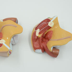 Vrouwelijk Genitaal-En Bekkenanatomiemodel-4-delige Mediane Sagittale Sectie Voor Medisch Onderwijs - Product Image 3