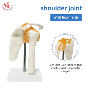 Modelo de <span class=keywords><strong>Esqueleto</strong></span> <span class=keywords><strong>Humano</strong></span> FRT026, Modelo de Articulación del <span class=keywords><strong>Hombro</strong></span> con Ligamento, Ciencia Médica, Anatomía del <span class=keywords><strong>Hombro</strong></span>, Material Didáctico - Product Image 2