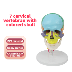Modèle <span class=keywords><strong>de</strong></span> vertèbres cervicales à 7 avec crâne à code couleur Modèle anatomique grandeur nature pour l'enseignement et la formation chiropratique - Product Image 2