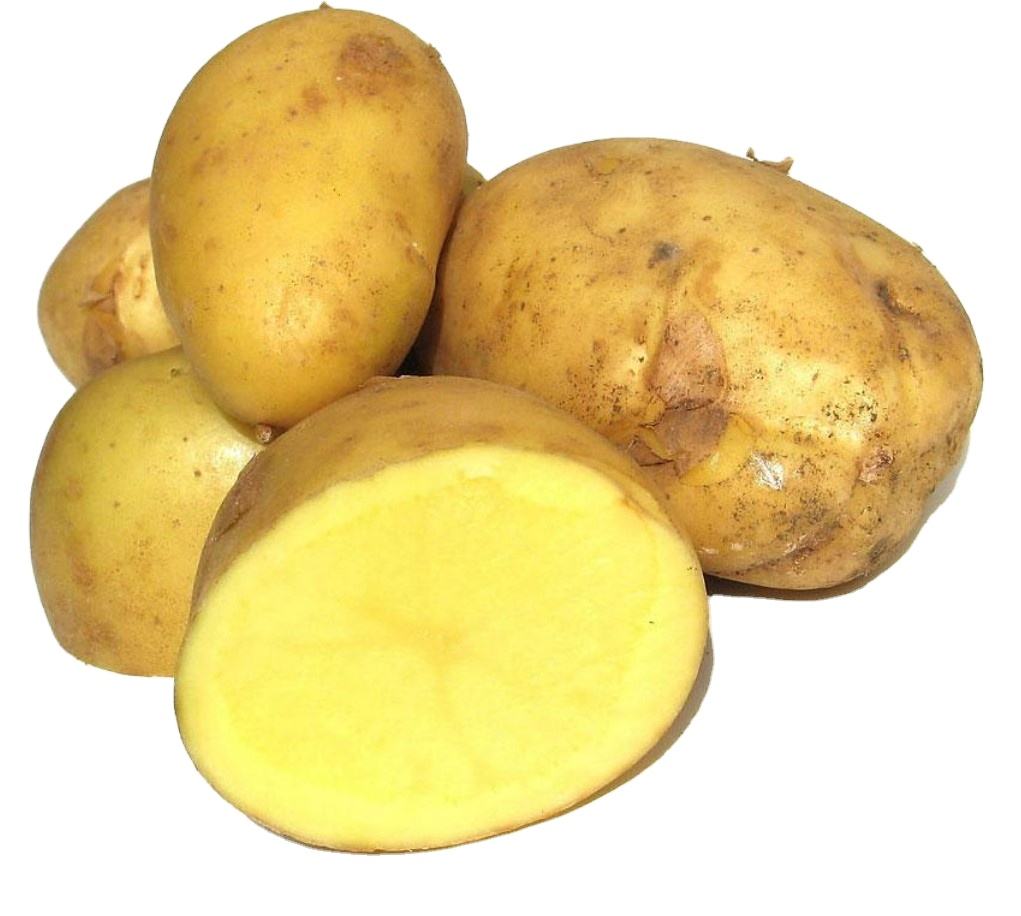 Сорт картофеля Агата