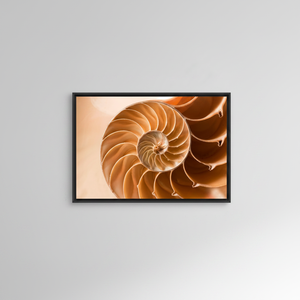 Golden Ratio Nautilus Shell <b>Canvas</b> Print: Elegant Nature Art,BLACK <b>FRAMED</b> <b>CANVAS</b> - Product Image 2