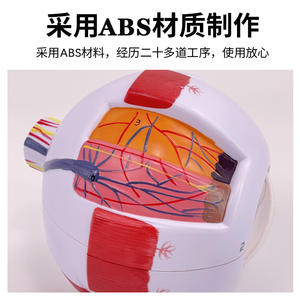Modelo de Anatomía del Ojo Humano para Medicina WZ-Y008, Resina PLA, Ampliación 6x, Ayuda Didáctica para Oftalmología - Product Image 4