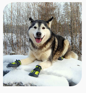 ओम अनुकूलित आउटडोर चिंतनशील जलरोधी नरम कुत्ते जूते गर्म फुटपाथ के लिए जूते - Product Image 4