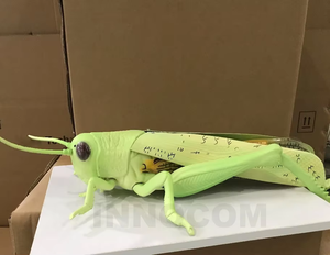 Modèle pédagogique pour la zoologie : structure anatomique d'éléphant <span class=keywords><strong>de</strong></span> mer agrandie - Aide à l'entraînement pour l'éducation en biologie médicale et en sciences animales - Product Image 5