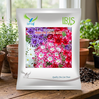 Semences de fleurs Iris Phlox Star Mix, pollinées en libre accès, plantes arborescentes importées, couleurs mélangées, 300/900/1500 graines, pour le jardinage