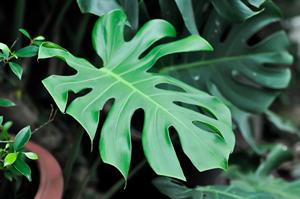 Auténtica Planta de Monstera Deliciosa, Hoja Grande, Tropical, de Interior, 20 Piezas de Follaje Verde Fresco, 100% Original de Indonesia Botani - Product Image 1