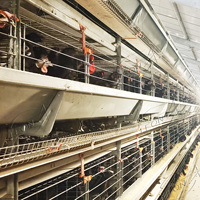 Cage de poulet de ferme de volaille de conception de haute qualité à vendre