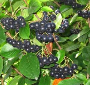 100% Pur <span class=keywords><strong>Aronia</strong></span> Melanocarpa (Michx.) Poudre d'extrait d'<span class=keywords><strong>aronia</strong></span> Elliott, poudre de baies d'<span class=keywords><strong>aronia</strong></span> - Product Image 2