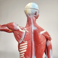 DARHMMY 80CM ciencia médica modelo de músculo masculino humano con 27 piezas