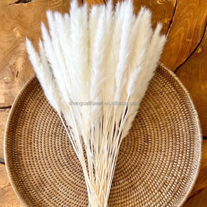 Plumas esponjosas de hierba de pampas pequeñas conservadas a la moda, ideales para arreglos de mini jarrones, decoración Bohemia y <span class=keywords><strong>detalles</strong></span> de boda - Product Image 4