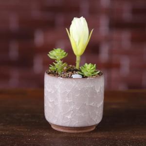 <span class=keywords><strong>Pot</strong></span> de fleur à fente, 1 pièce Z518, Mini <span class=keywords><strong>bonsaï</strong></span>, plantes hydroponiques succulentes, pour décoration de maison et de bureau - Product Image 6