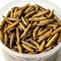 Larves de Mouches Soldat Noires Séchées Riches en Calcium – Protéine d'Insectes pour Volailles, Tilapias, Crevettes, Aquaculture, Reptiles et Suppléments pour Animaux de Compagnie – Vente en Gros