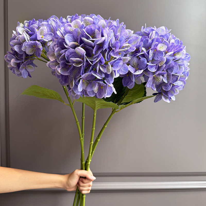 Violet2